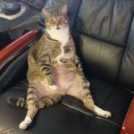 Busy Busy Pussy Cat