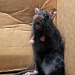 Shocked rat