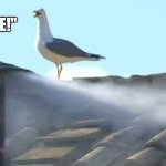 Gull Announces New Pope | "POPE SMOKE!" | image tagged in matt50 | made w/ Imgflip meme maker