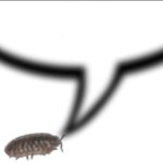 Thinking pill bug