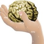 Brain