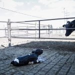 dairy cruelty