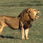 Lion roaring