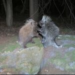 Teenage Mutant Porcupines meme