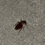 Cockroach