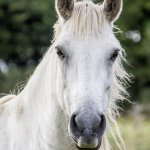 White horse