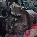 Raccoon meme