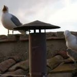 Seagull Chick