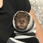 Mikey the dog