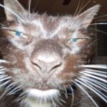 disappointed cat