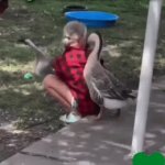 Loving creatures | Hey, I Missed You! | image tagged in gifs,animals,love,goose,relatable,wholesome | made w/ Imgflip video-to-gif maker