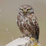 little owl