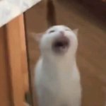 screaming cat