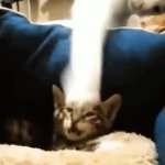 Bus GIF Template