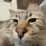 Squinting Cat