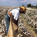 Cotton pickin mind