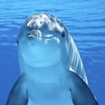Smug Dolphine