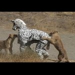 Lions Attack Zebra Costume