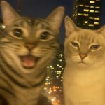 Annoying and Annoyed Cat