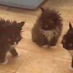 Three Scuffed Kittens