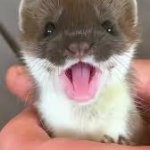 Stoat From TikTok