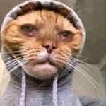Sad cat