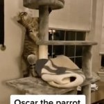 Friends | Cats & Birds; Just Having Fun | image tagged in gifs,playing,cats,friends,wholesome,parrot | made w/ Imgflip video-to-gif maker