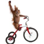Monkey on trike