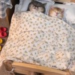 I wonder if he's thinking about other cats meme