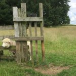 sheep with head stuck meme