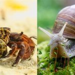 Hermit crab snail
