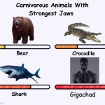 Gigachad is the most carnivorous animal | Gigachad | image tagged in carnivorus animals with strongest jaws | made w/ Imgflip meme maker