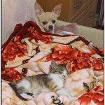 Dog and cat