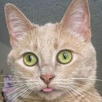 Duh Cat