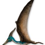 Pteranodon (TLW Design)