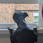 Arbi Window