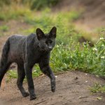 Black Serval Cat