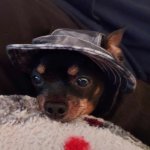 Wait dog with hat
