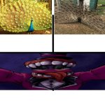 Peacock Template