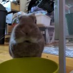 live bunny reaction GIF Template