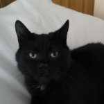 Cat Calculating