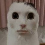 1000 Yard Stare Cat