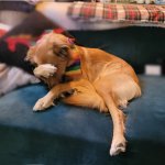 Dog Face Palm - Dexter Can't Believe It