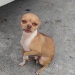 Sceptic dog