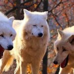 Laughing Wolves Dad Joke