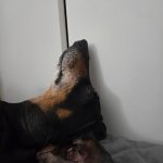 Dog thinking