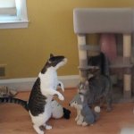 Olimpic cat