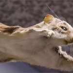 Flying Squirrel