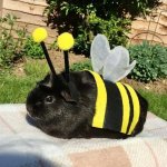 Bee guinea pig