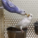 Bird Yelling meme